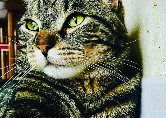 Independante Dans Notre Cour Dom wakacyjny