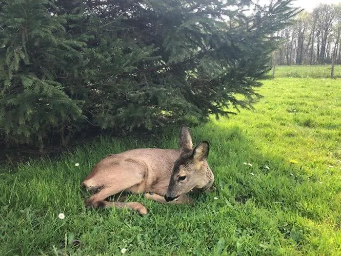 Independante Dans Notre Cour Dom wakacyjny *